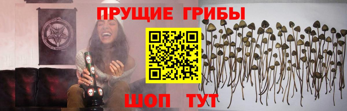 наркота  Вход с VPN  Псилоцибиновые грибы Psilocybe  Гусиноозёрск  Псилоцибиновые грибы Magic Shrooms 